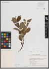 Foto von Salix caprea L.